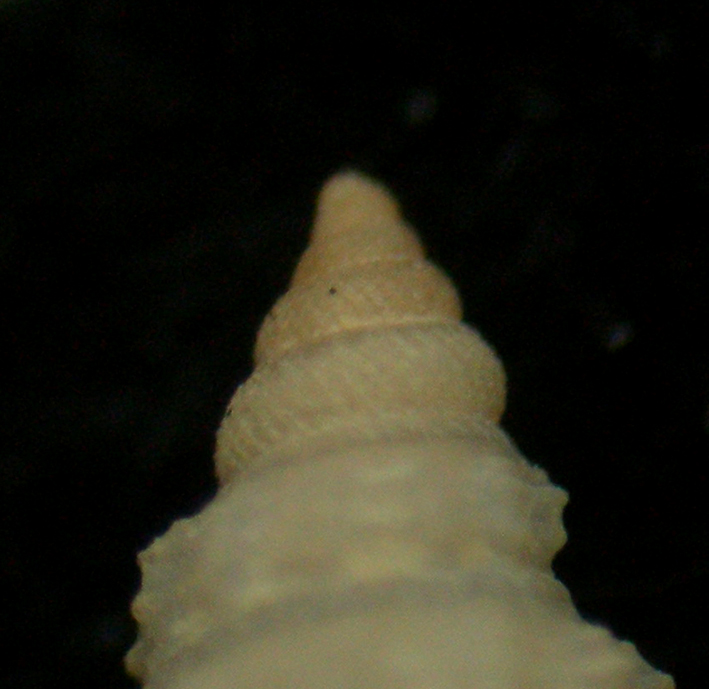 pleurotomella demosia?